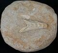 Long Associated Fish Vertebra - Cretaceous #14168-1